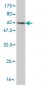 PCNA Antibody (monoclonal) (M04)